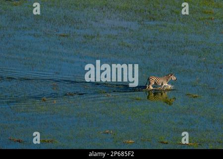 Vue aérienne d'un zèbre des plaines (Equus quagga) marchant dans le delta de l'Okavango, site classé au patrimoine mondial de l'UNESCO, Botswana, Afrique Banque D'Images