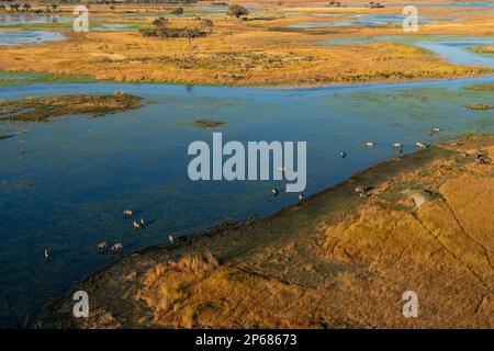 Vue aérienne des zèbres des plaines (Equus quagga) broutant dans le delta de l'Okavango, site classé au patrimoine mondial de l'UNESCO, Botswana, Afrique Banque D'Images