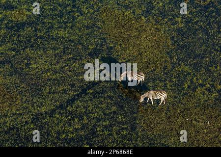 Vue aérienne des zèbres des plaines (Equus quagga) broutant dans le delta de l'Okavango, Botswana, Afrique Banque D'Images