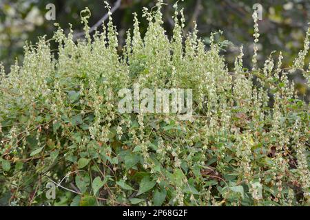 Sarrasin d'arbuste sauvage (Falopia dumetorum), qui se tord comme une mauvaise herbe poussant dans la nature Banque D'Images