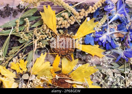 Herbarium fleur jaune sèche et feuilles d'herbe en gros plan Banque D'Images