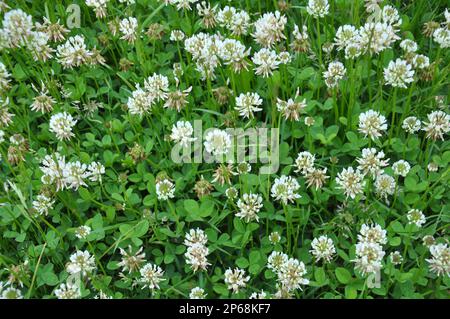 Le trèfle laquant blanc (Trifolium repens) pousse dans la nature en été Banque D'Images