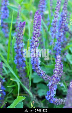 La sauge (salvia nemorosa) pousse parmi les graminées dans la nature Banque D'Images