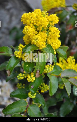 L'arbuste à feuilles persistantes Mahonia aquifolium est utilisé pour l'aménagement paysager Banque D'Images