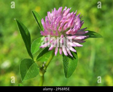 Le trèfle rouge en fleurs, qui est un fourrage précieux pour les animaux Banque D'Images