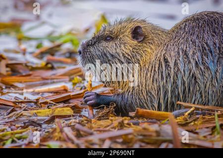 Coypu - Myocastor coypus, également connu sous le nom de rat de rivière ou de nutria, est grand, herbivore, semiaquatique rongeur et seulement membre de la famille des Myocastoridae. Banque D'Images