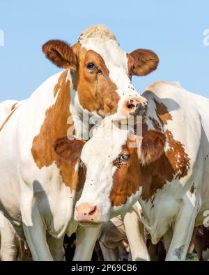 L'amour de la vache en coulant une autre dans un pâturage sous un ciel bleu Banque D'Images