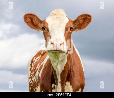 Portrait de vache, un mignon et calme rouge et blanc, nez rose et expression amicale, mûr rouge et blanc doux surpris, nez rose, devant Banque D'Images