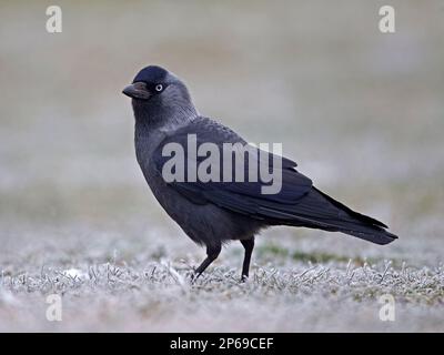 Hooded crow debout Banque D'Images