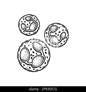 Leucocytes neutrophiles, globules blancs isolés sur fond blanc. Illustration de vecteur de microbiologie scientifique dessiné à la main dans un style d'esquisse Illustration de Vecteur