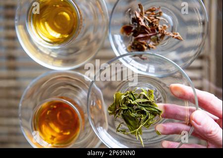 Dégustation de thé, Darjeeling, Inde Banque D'Images