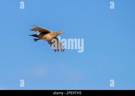 Faisan commun / faisan à col annulaire (Phasianus colchicus) femelle / poule en vol contre le ciel bleu en été Banque D'Images