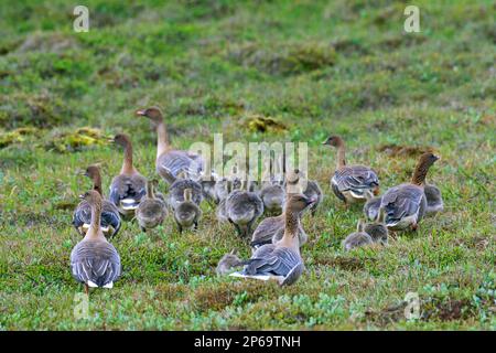 La bernache à pieds roses (Anser brachyrhynchus) se forme en troupeau, les bernaches adultes avec des oisons au début de l'été sur l'Islande Banque D'Images