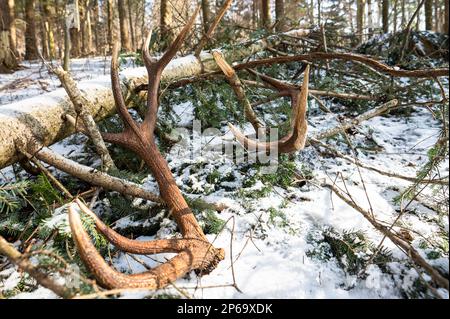 Un ensemble d'énormes hangars de cerf trouvé dans la forêt. Magnifique arrière-plan de la forêt. Montagnes de Bieszczady, Pologne. Banque D'Images