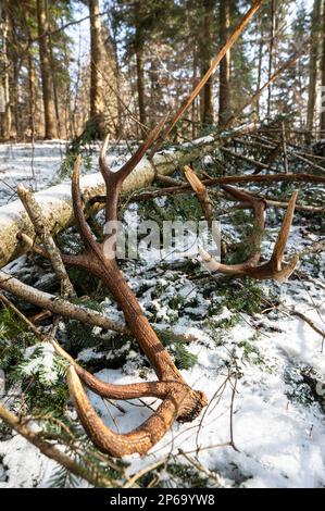 Un ensemble d'énormes hangars de cerf trouvé dans la forêt. Magnifique arrière-plan de la forêt. Montagnes de Bieszczady, Pologne. Banque D'Images