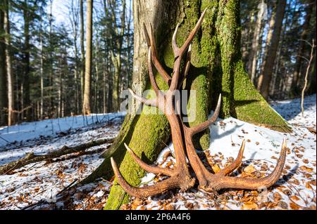 Un ensemble d'énormes hangars de cerf trouvé dans la forêt. Magnifique arrière-plan de la forêt. Montagnes de Bieszczady, Pologne. Banque D'Images