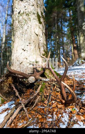 Un ensemble d'énormes hangars de cerf trouvé dans la forêt. Magnifique arrière-plan de la forêt. Montagnes de Bieszczady, Pologne. Banque D'Images