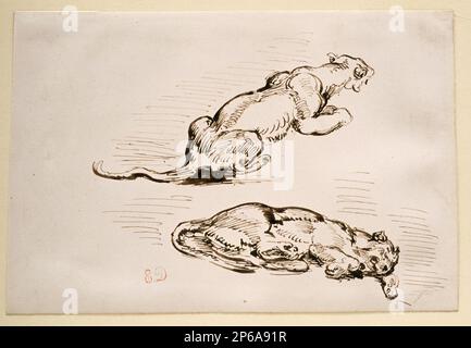 Ferdinand-Victor-Eugène Delacroix, deux études d'un Lioness, 1810–63, stylo et encre marron foncé sur papier. Banque D'Images