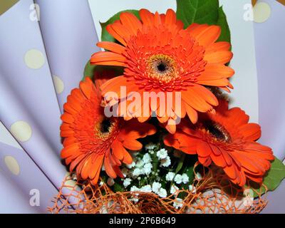 Bouquet de fleurs de Marguerite de Barberton Banque D'Images