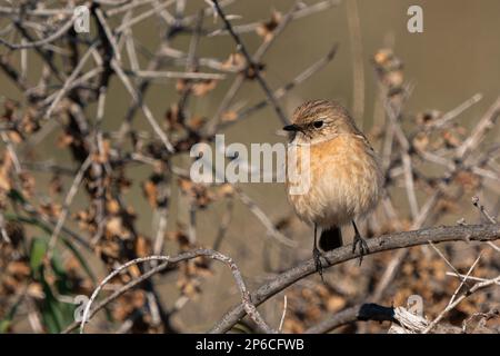 La stonechat européenne (Saxicola rubicola) est un petit oiseau de passereau qui était auparavant classé comme une sous-espèce de la stonechat commune. Banque D'Images