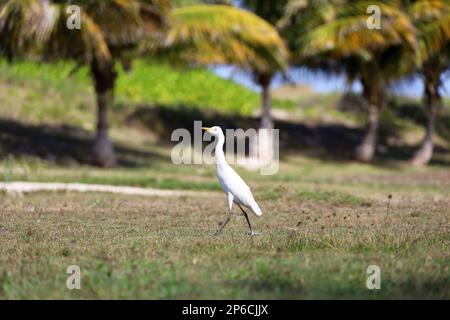 Le héron blanc chasse sur la côte de l'océan Atlantique sur fond de palmiers. Faune sur les îles des Caraïbes Banque D'Images