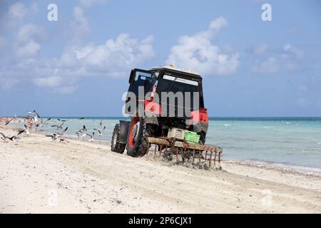 Le tracteur nettoie le sable de la plage des algues. Nettoyage de la côte sur l'île des Caraïbes Resort dans l'océan Atlantique Banque D'Images