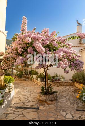 Lilas dans le jardin du monastère de Paleokastritsa sur l'île de Corfou, Grèce Banque D'Images