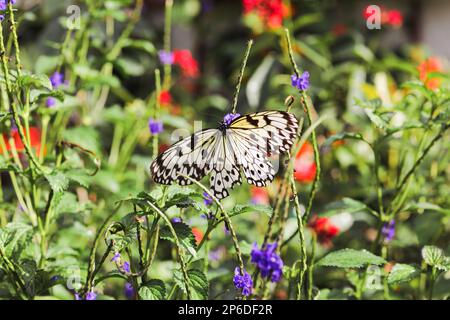 Un seul papillon reposant sur une branche de fleur pourpre à Butterfly World à Coconut Creek, en Floride Banque D'Images