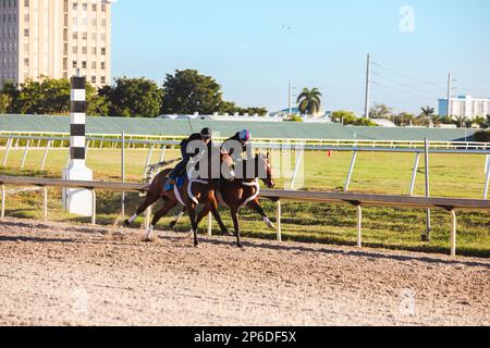 Deux jockeys emmenez leurs chevaux sur la piste de Gulfstream Park Racing à Hallandale Beach, Floride Banque D'Images