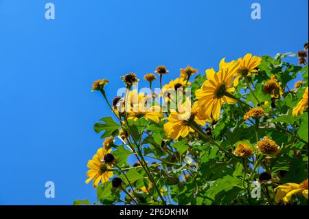 Fleurs de couleur jaune avec feuilles et ciel bleu en arrière-plan. Mise au point sélective utilisée. Cette fleur est connue sous le nom de marigold d'arbre, le tournesol mexicain, Banque D'Images