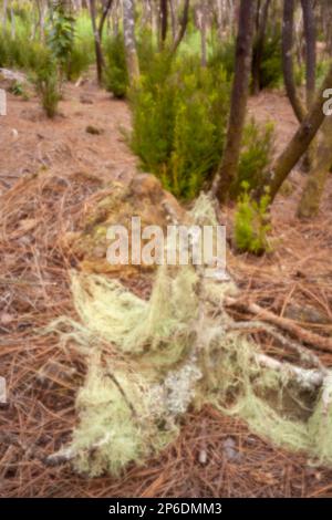 Nouveau, l'ère numérique, le leye-attrapant, se démarquer, haute résolution, Gros plan image de la mousse espagnole, Tillandsia Usneoides, Aguamansa, Ténérife Banque D'Images