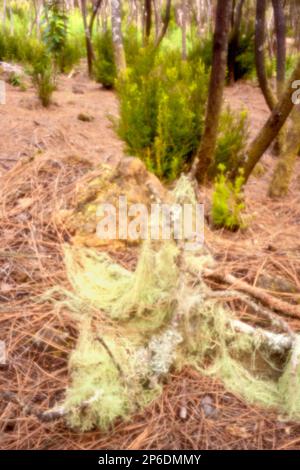 Nouveau, l'ère numérique, le leye-attrapant, se démarquer, haute résolution, Gros plan image de la mousse espagnole, Tillandsia Usneoides, Aguamansa, Ténérife Banque D'Images