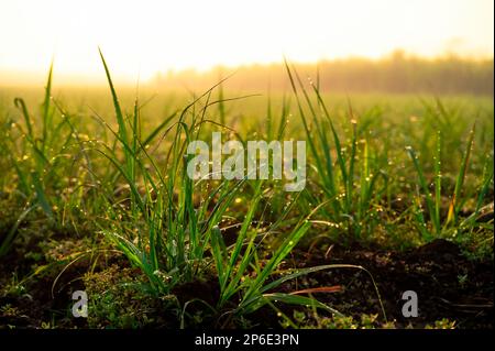 Des gouttelettes de rosée qui brillent tôt le matin sur les feuilles de canne à sucre dans le champ agricole. Belle lumière du soleil chaude. Mise au point sélective utilisée. Banque D'Images