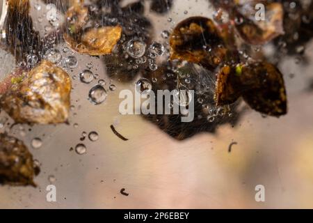Photo macro de la bande larvaire de la Moth Ermine dans une brousse Banque D'Images