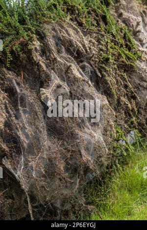 Photo macro de la bande larvaire de la Moth Ermine dans une brousse Banque D'Images