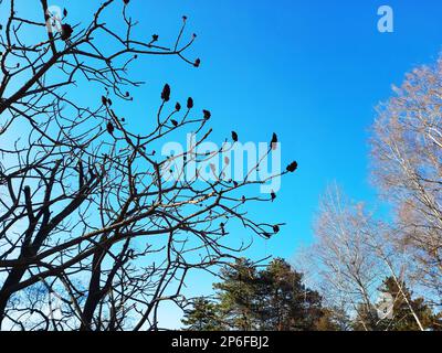 Sumac est à cheval au début du printemps dans le parc de la ville. Grande couronne de Rhus typhina L avec les fruits rouges vif de l'année dernière. Banque D'Images