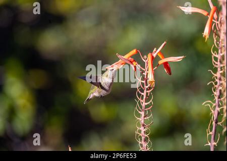 Un petit colibri coloré capturé en vol, en train de passer entre un champ de pointes d'aloès tachetées Banque D'Images