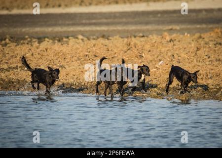 Beaux chiens Banque D'Images