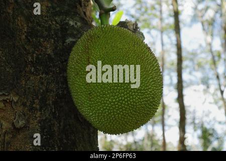 Un gros fruit Jack en croissance provenant d'un tronc d'arbre Jack (Artocarpus Heterophyllus) Banque D'Images