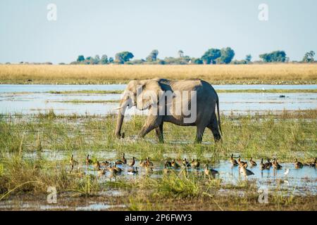 L'éléphant isolé, Loxodonta africana, traverse la rivière Cobe à travers l'eau. Parc national de Chobe, Botswana, Afrique Banque D'Images