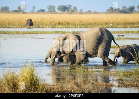 Troupeau d'éléphants, Loxodonta africana, 2 adultes, 1 veaux marchant dans l'eau de la rivière Cobe. Parc national de Chobe, Botswana, Afrique Banque D'Images