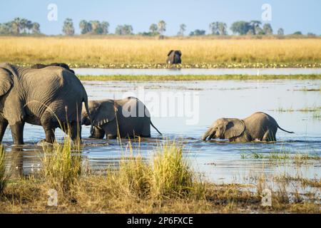 Troupeau d'éléphants, Loxodonta africana, 1 adultes, 2 bébés marchant dans l'eau de la rivière Cobe. Parc national de Chobe, Botswana, Afrique Banque D'Images