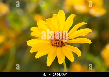 Heliopsis helianthoides, fausse tournesol, en fleur. Une belle fleur jaune sur un fond jaune flou. Fond floral jaune d'été Banque D'Images