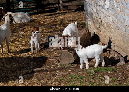 Chèvres Boer avec des bébés dans une cour. Cette race de chèvre a été développée en Afrique du Sud en 1900s pour la production de viande. Banque D'Images