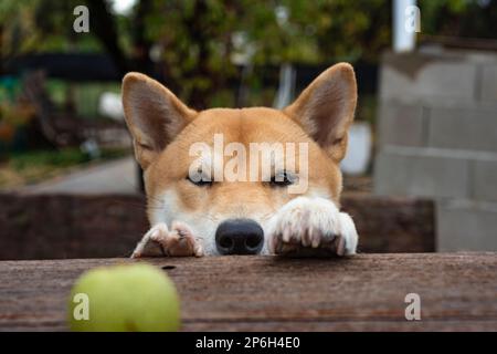 chien de race shiba inu chiot regardant un noyer vert au-dessus d'une table souriant avec une photo d'animal de compagnie de visage heureux Banque D'Images