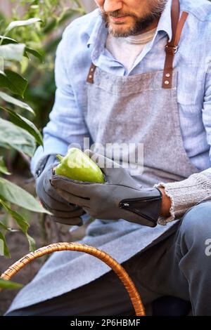 Un homme européen d'âge moyen avec une barbe dans un chapeau en serre recueille du poivre bulgare, des herbes et des légumes dans son jardin, plantant des plantes Banque D'Images