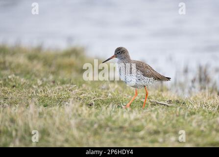 Redrosshank (Tringa totanus) en quête de nourriture dans un champ de pâturage humide au début du printemps Banque D'Images