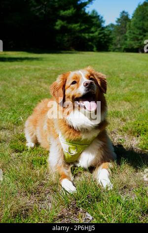 Chien heureux, chien de canard Banque D'Images