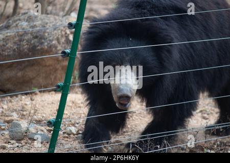 Ours indien au parc national de Bannerghatta Bangalore situé dans le zoo. Refuges de la faune sauvage de la forêt à Karnataka Inde Banque D'Images