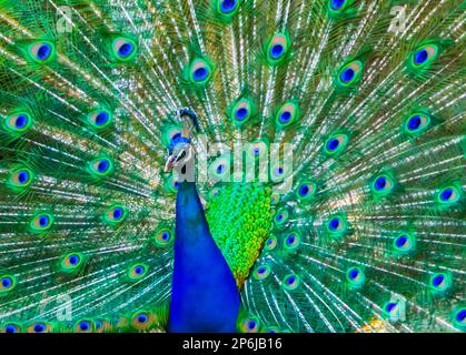 portrait en gros plan d'un peafhibou indien affichant ses plumes avec fierté Banque D'Images